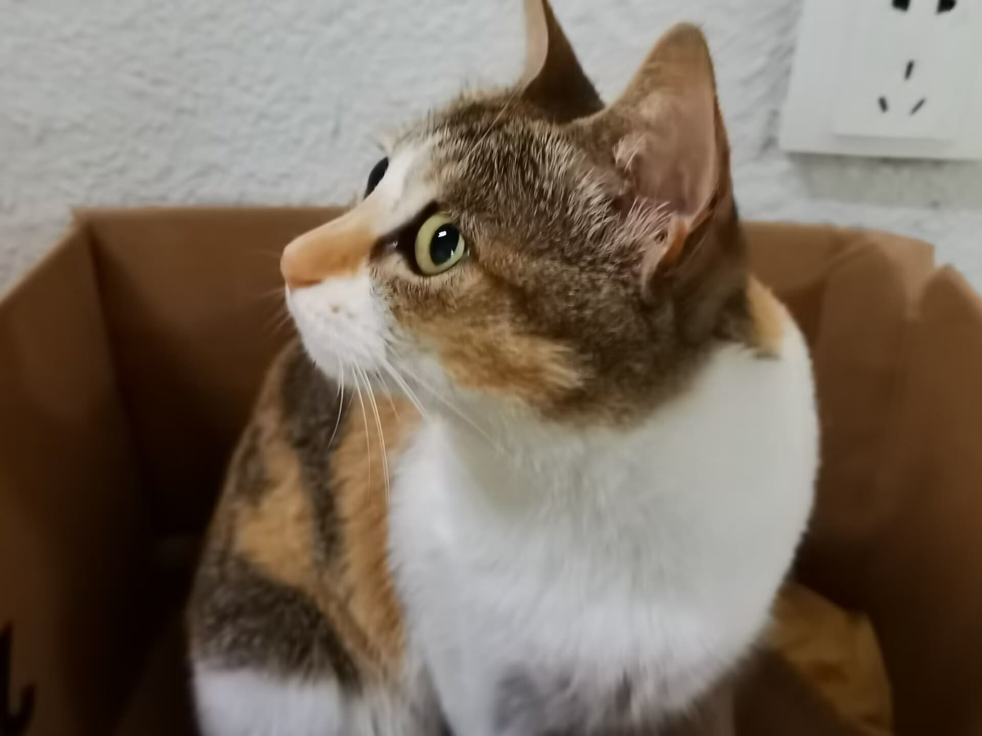 包包