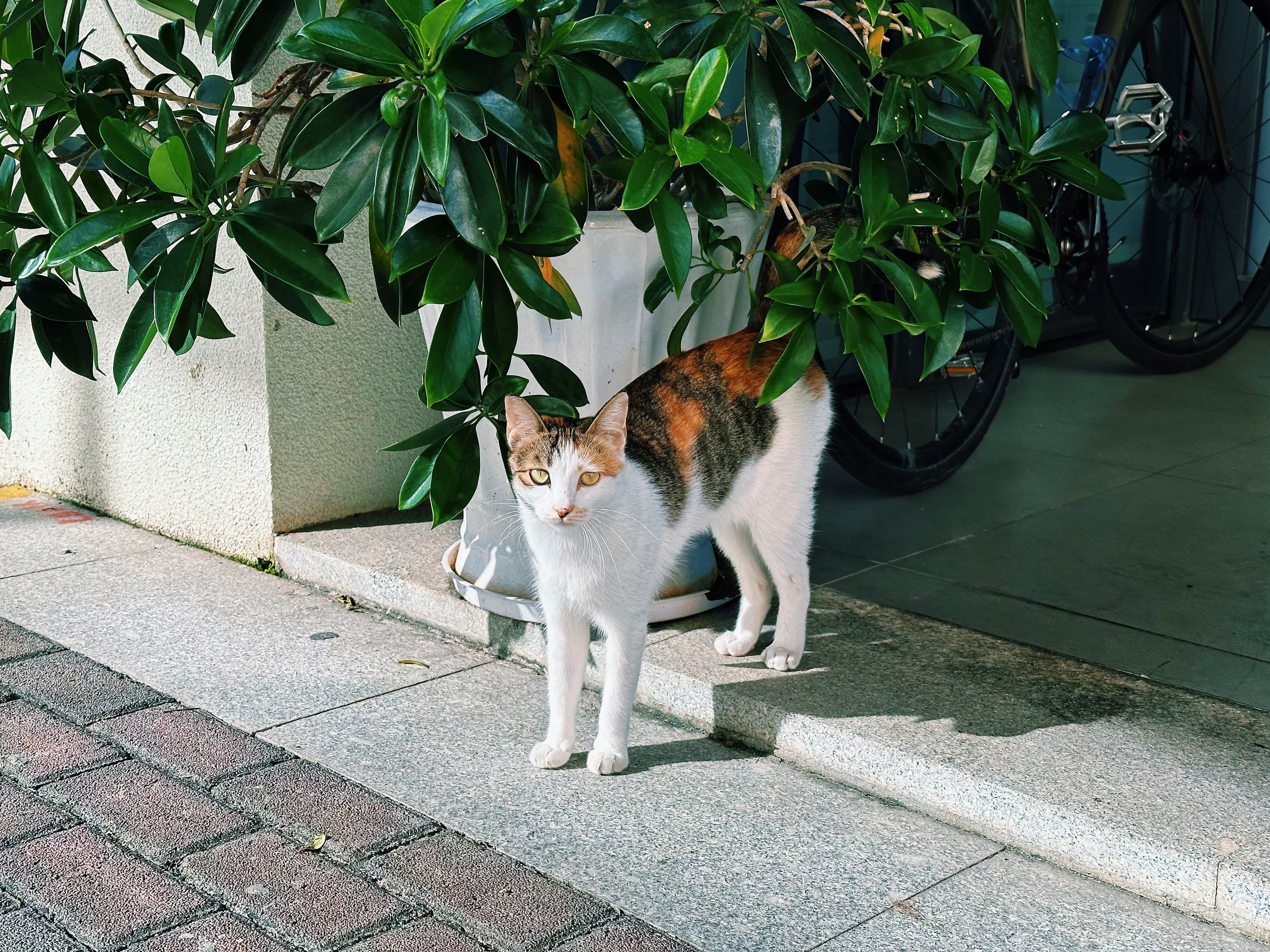 小花包