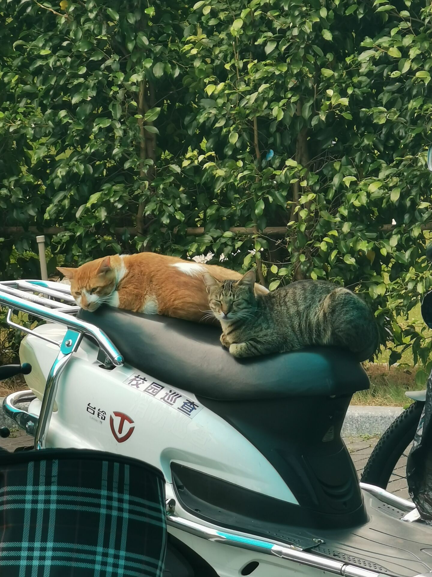 憨憨和歪歪