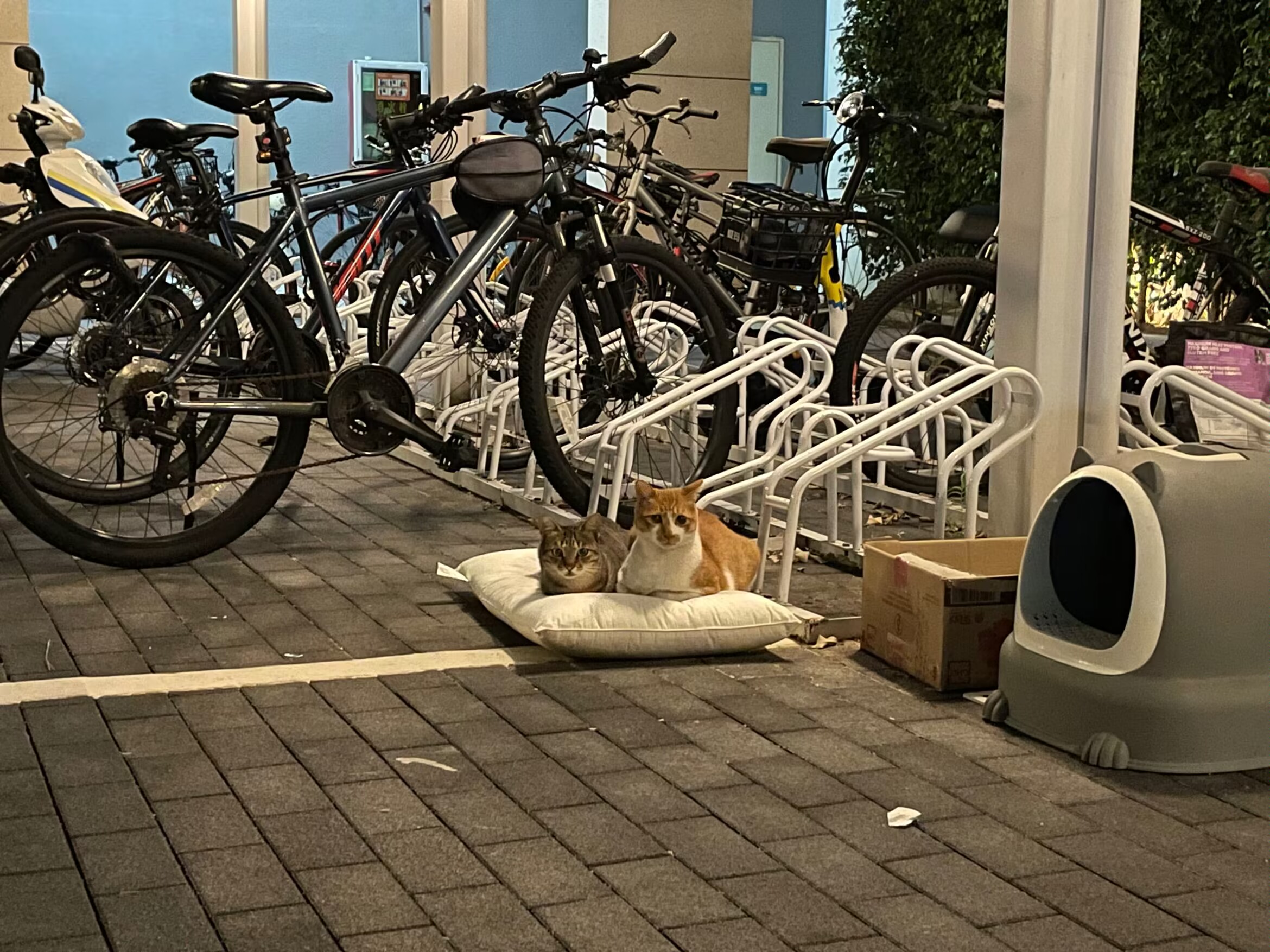 憨憨和歪歪